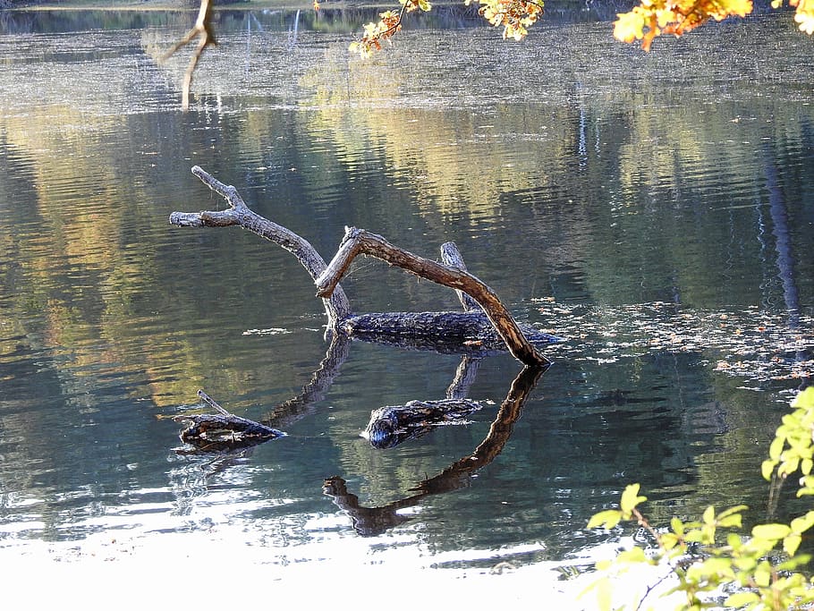 pond, forest, nature, water, reflection, lake, waterfront, day HD wallpaper