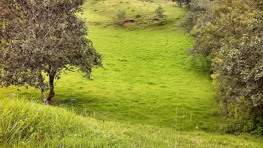 landscape, tree, grass, plant, green color, growth, tranquility HD wallpaper