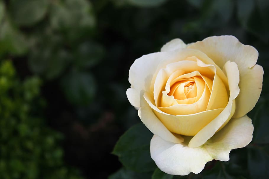 shallow focus photography of yellow flower, bloom, blossom HD wallpaper