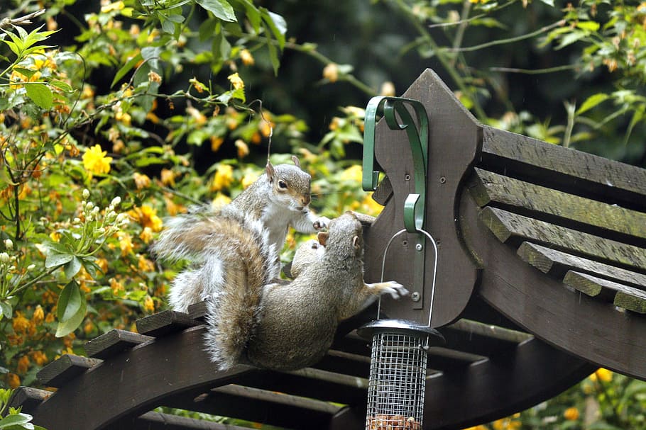 garden, greenery, squirrels, fight, grey, outdoor, trees, shrubs HD wallpaper