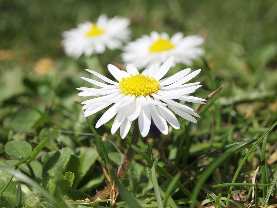 flowers, daisy, close, blossom, bloom, white, flowering plant HD wallpaper