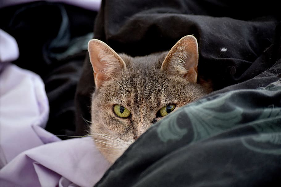 cat, bed, sheets, pet, cute, animal, domestic, home, young HD wallpaper