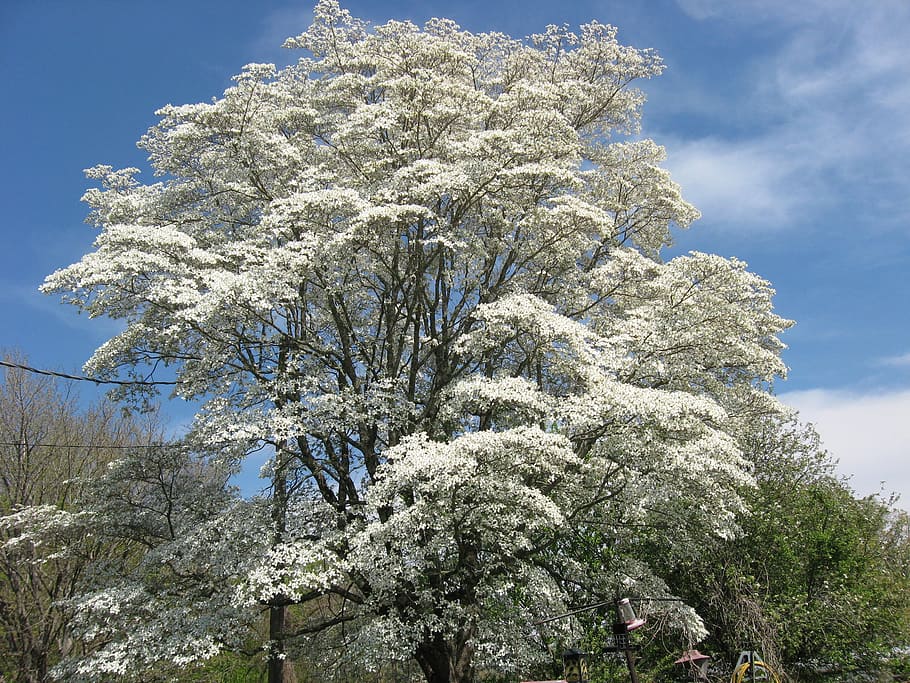 dogwood tree, stair steps to heaven, back yard, country, outdoor HD wallpaper