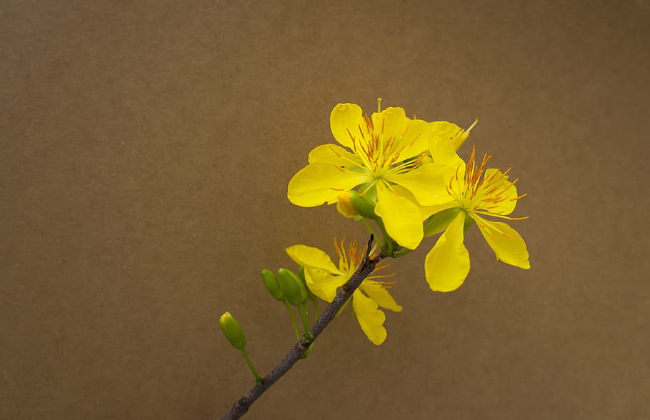 background, leopard, spring, tet viet, yellow, flower, flowering plant HD wallpaper