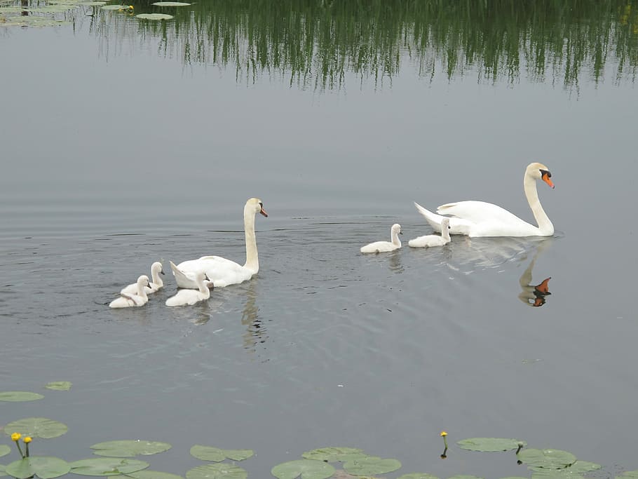 Water, Swans, Pullen, Birds, gracefully, waterfowl, swimming HD wallpaper