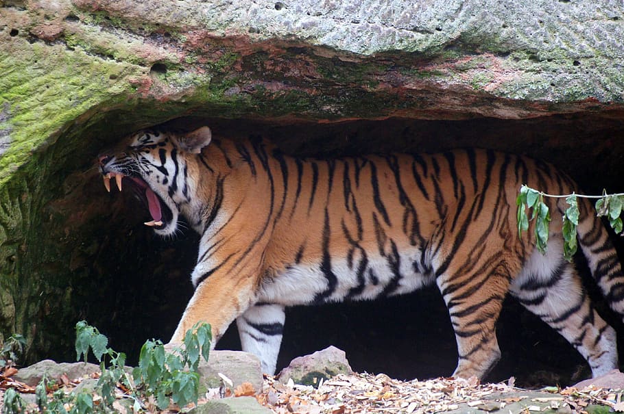 photo of tiger in cave, tigers, cat, wildcat, animals, nature, HD wallpaper