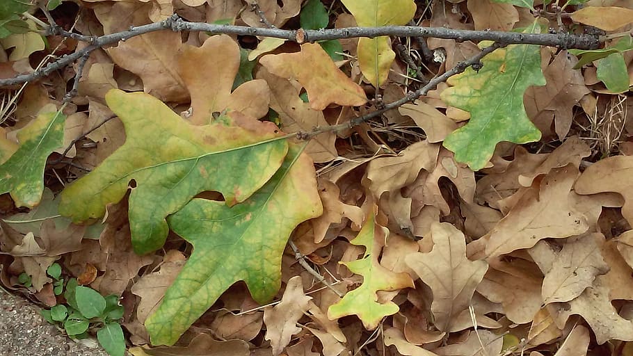 leaf, oak, fall, autumn, season, orange, nature, yellow, leaves HD wallpaper