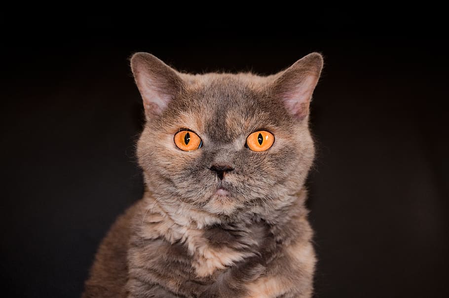 cat, close up, portrait, mieze, view, scared, cat's eyes, animal HD wallpaper