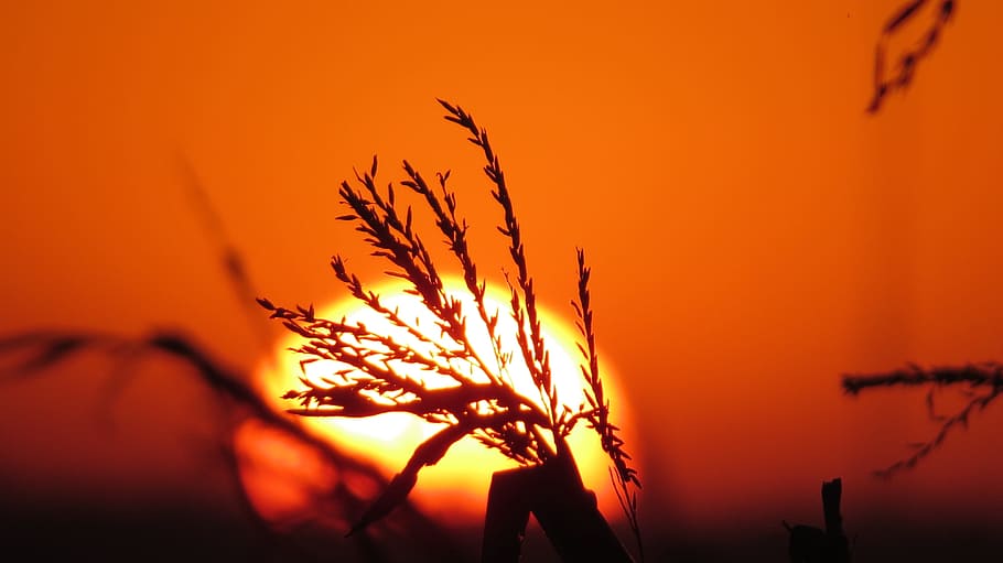 corn, sol, sunset, landscapes, harvest, crop, sky, orange color HD wallpaper