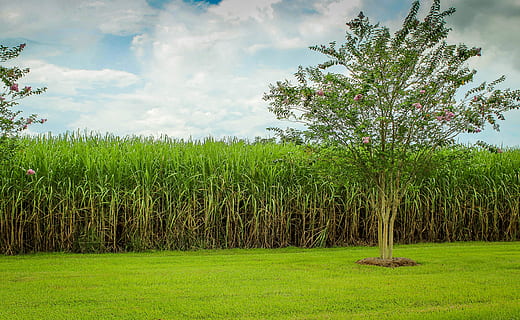 sugarcane-cane-field-raw-sugar-crop-thumbnail.jpg