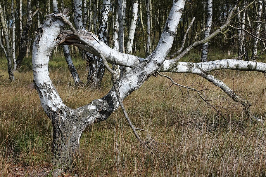 alpha, tree, bent, nature, moor, plant, tree trunk, land, tranquility HD wallpaper