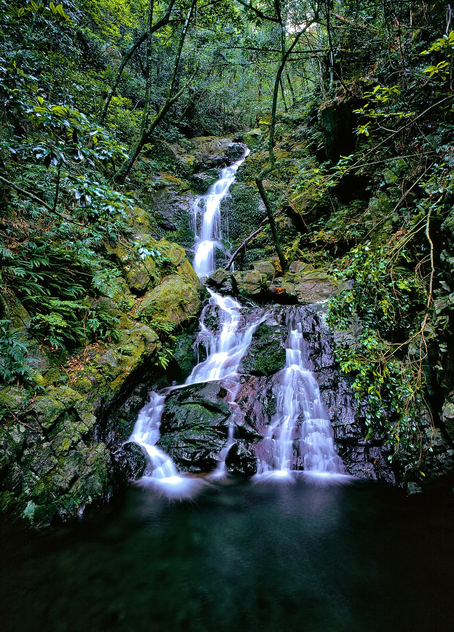 a small waterfall, from the forest, moss, ferns, yakushima island
