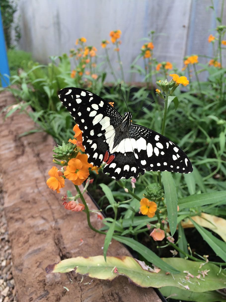 butterfly, nature, insect, butterfly - Insect, flower, flowering plant HD wallpaper