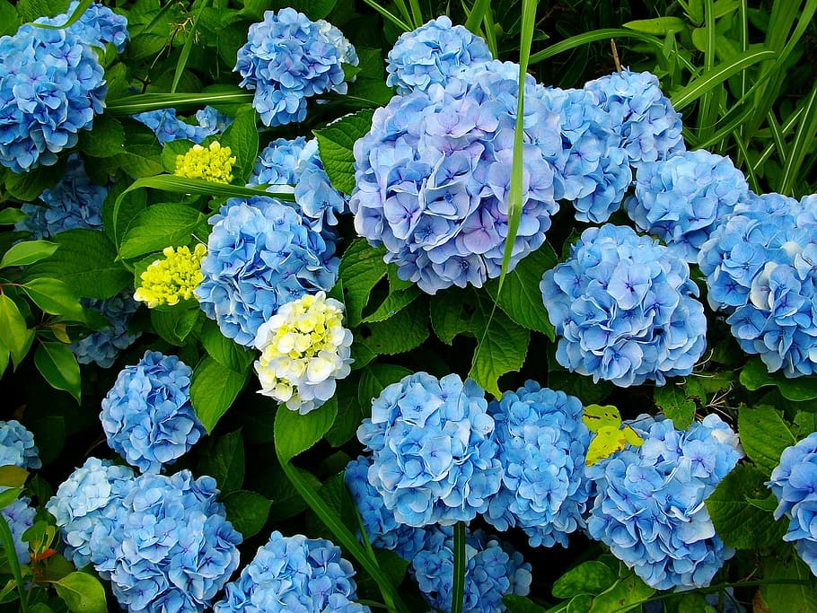 blue hydrangeas flowers in bloom, plant, beauty in nature, vulnerability HD wallpaper