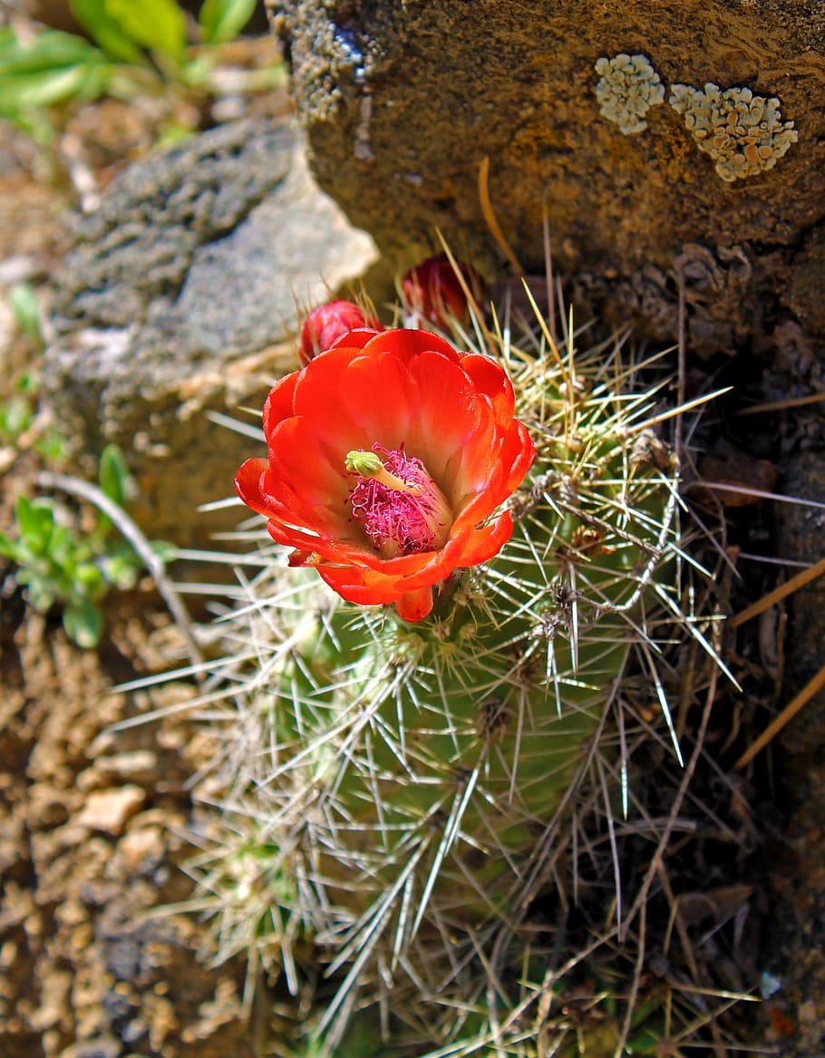 Cactus, Bloom, Flower, Blossom, Cacti, desert, blooming, red flower HD wallpaper