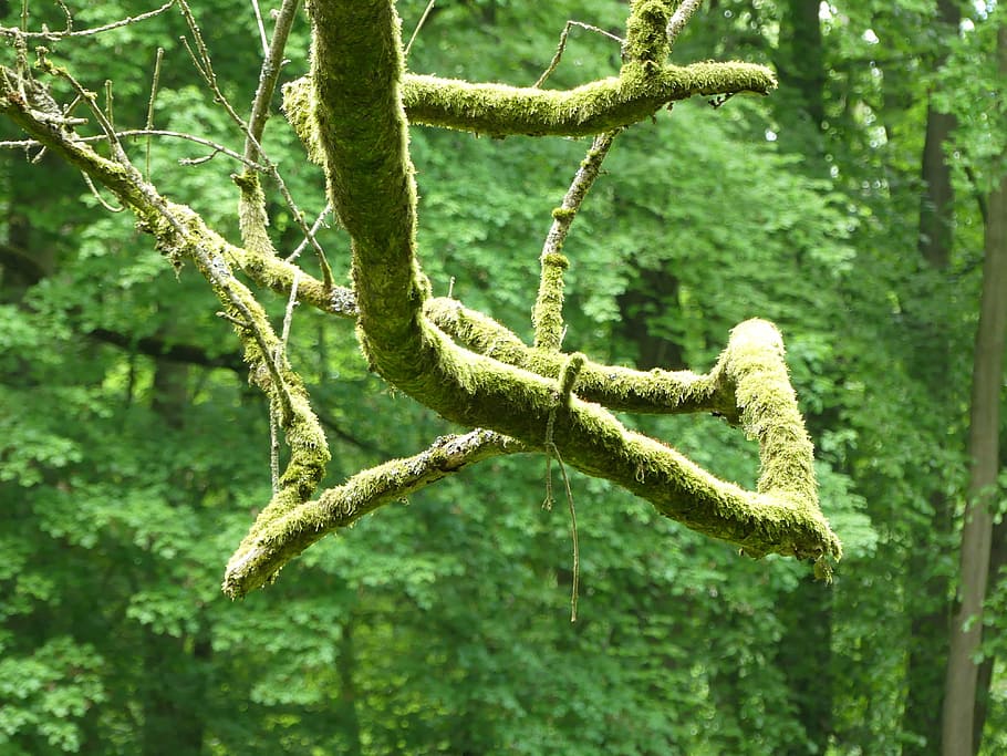 branch, moss, green, forest, plant, tree, green color, nature HD wallpaper
