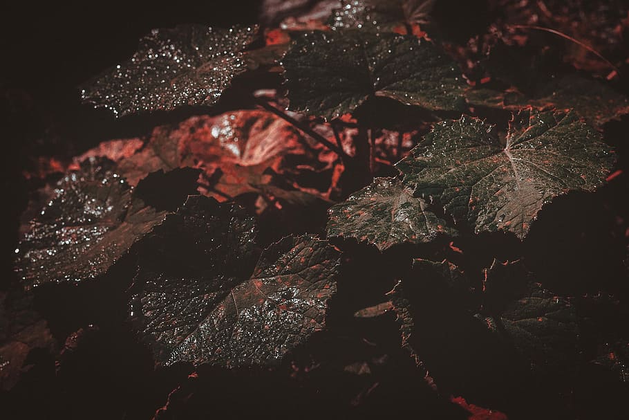 green leafed plant, close shot of green leaves, nature, no people HD wallpaper