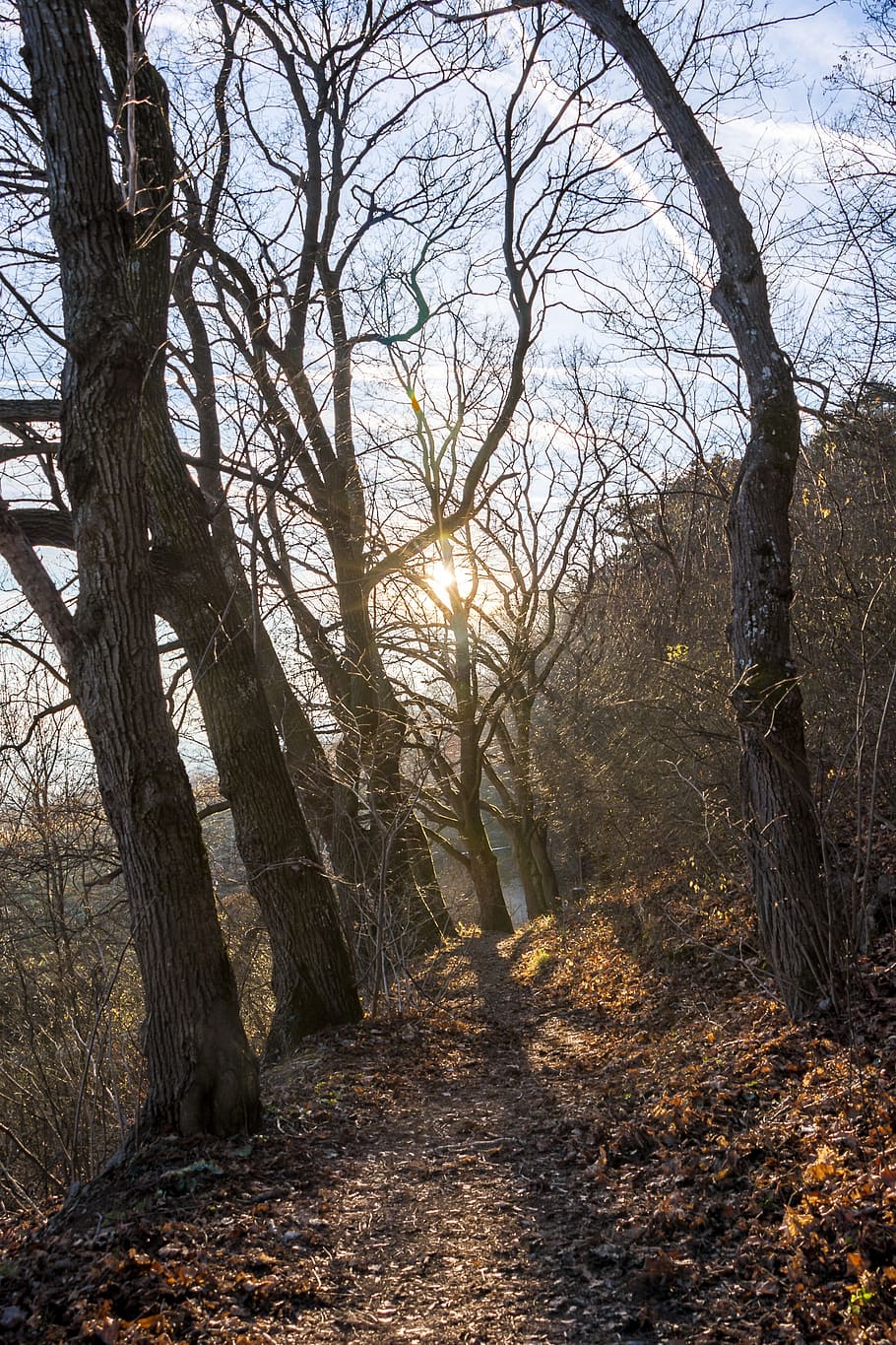 forest, winter, trees, sun, cold, winter trees, plant, autumn HD wallpaper