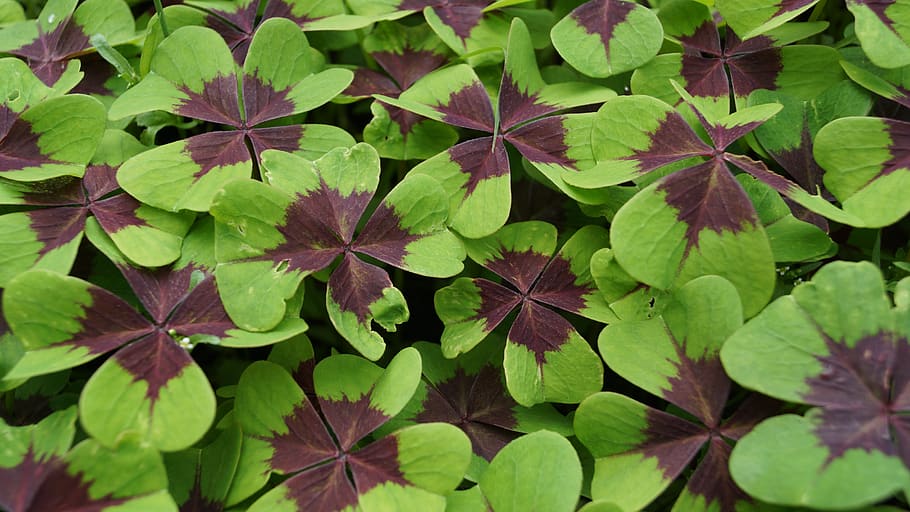 nature, sheet, green, leaf, plant part, growth, green color HD wallpaper