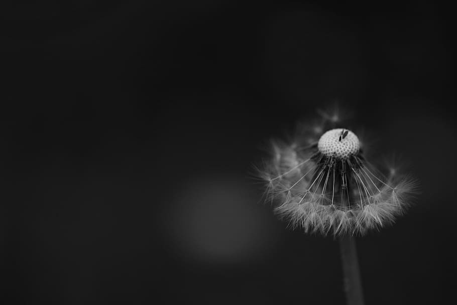 Flower, Dandelion, Spring, spring flower, nature, one animal HD wallpaper