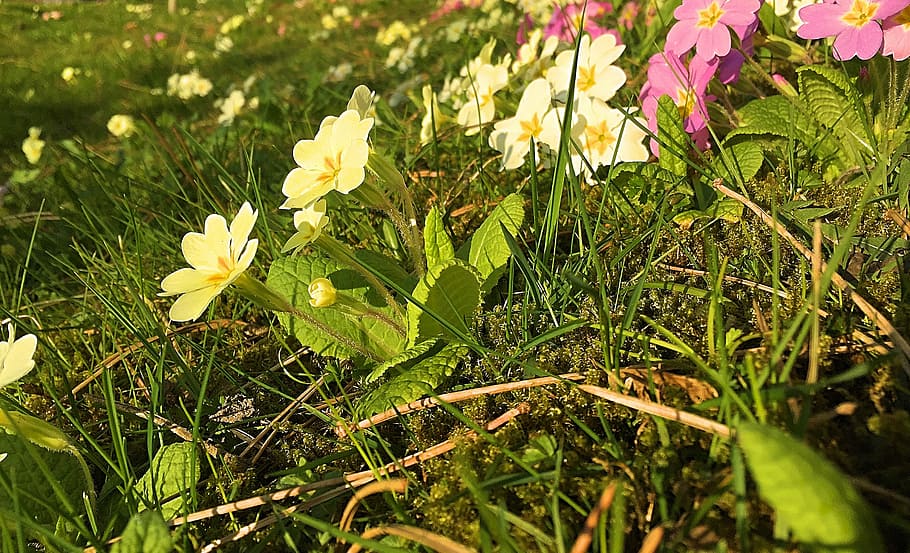 Flower, Meadow, Nature, Spring, Primrose, flower meadow, growth HD wallpaper