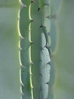 Agave, Leaves, Texture, abstract background, skewers, pita HD wallpaper