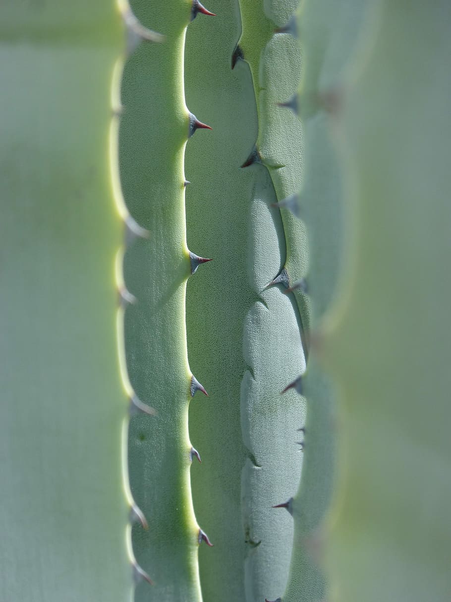 Agave, Leaves, Texture, abstract background, skewers, pita HD wallpaper