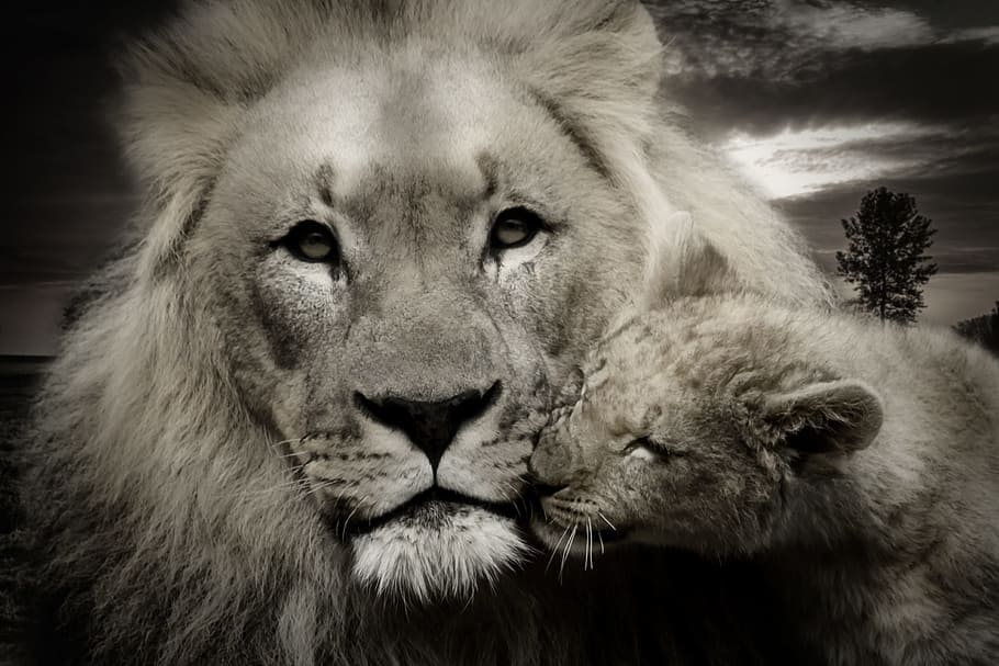 grayscale photo of lion and cub, lion cub, young animal, predator