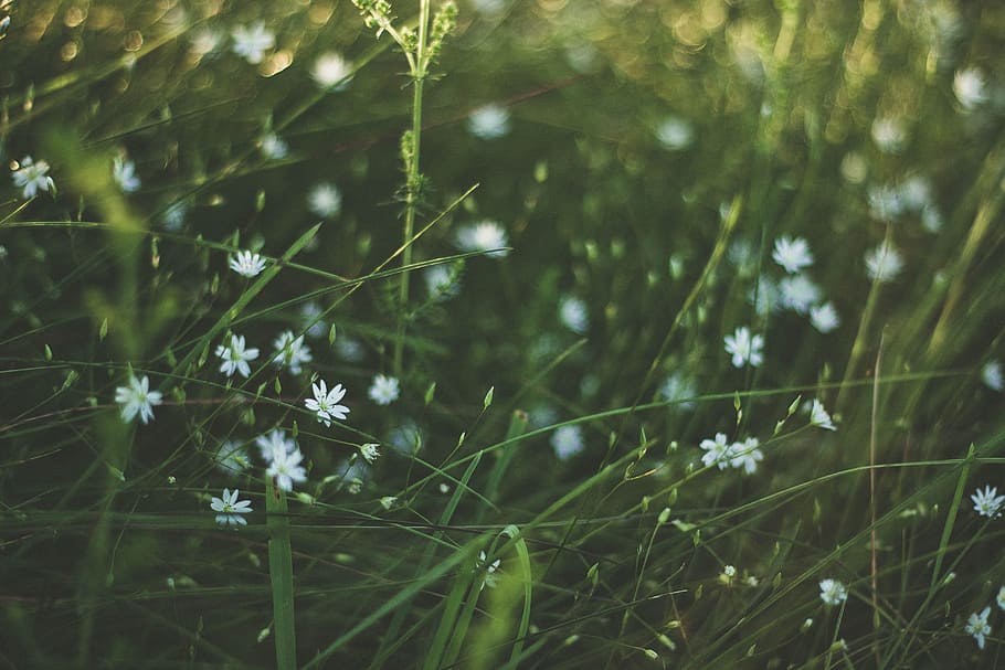 landscape, field, flowers, grass, blooming, blur, colors, environment HD wallpaper