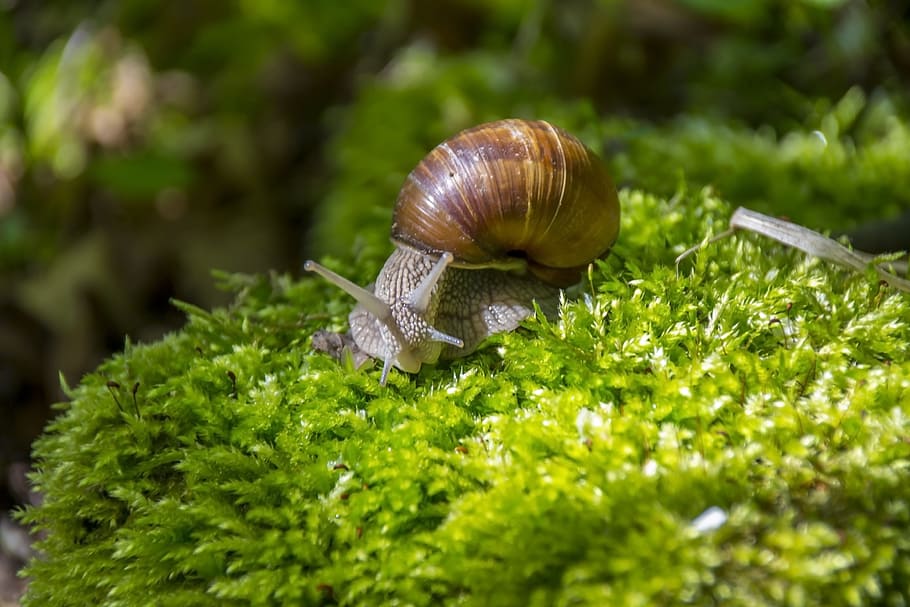 brown snail on green leafed plant, winniczek, macro, helix, edible, HD wallpaper