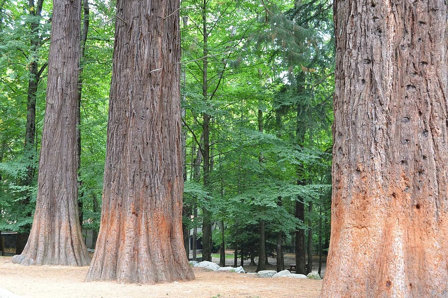 Sequoia, Tree, Green, Forest, tree trunk, nature, woodland HD wallpaper