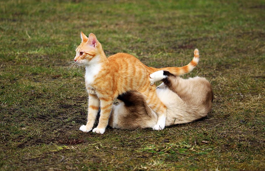 orange tabby cat, siamese cat, play, red cat, kitten, red mackerel tabby HD wallpaper
