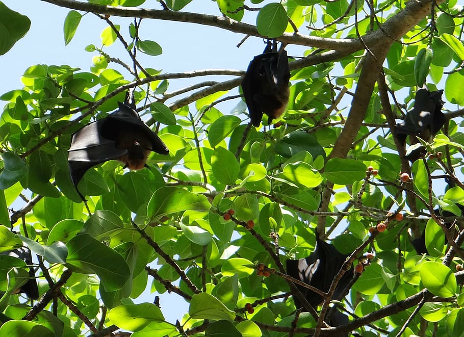 bat, flying fox, animal, mammal, hang, hanging, claws, branch
