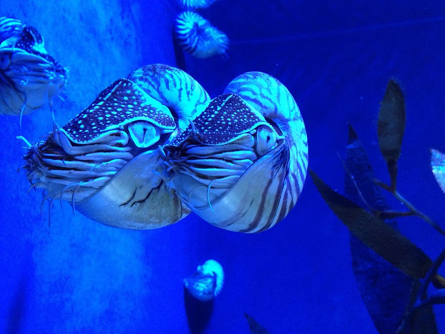 HD wallpaper: two sea creatures, Nautilus, Animal, Cephalopods, Aquarium, sea  animals | Wallpaper Flare