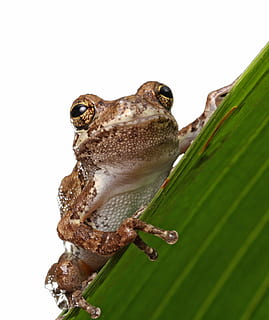 brown gecko, frog, macro, close-up, portrait, details, amphibian HD wallpaper