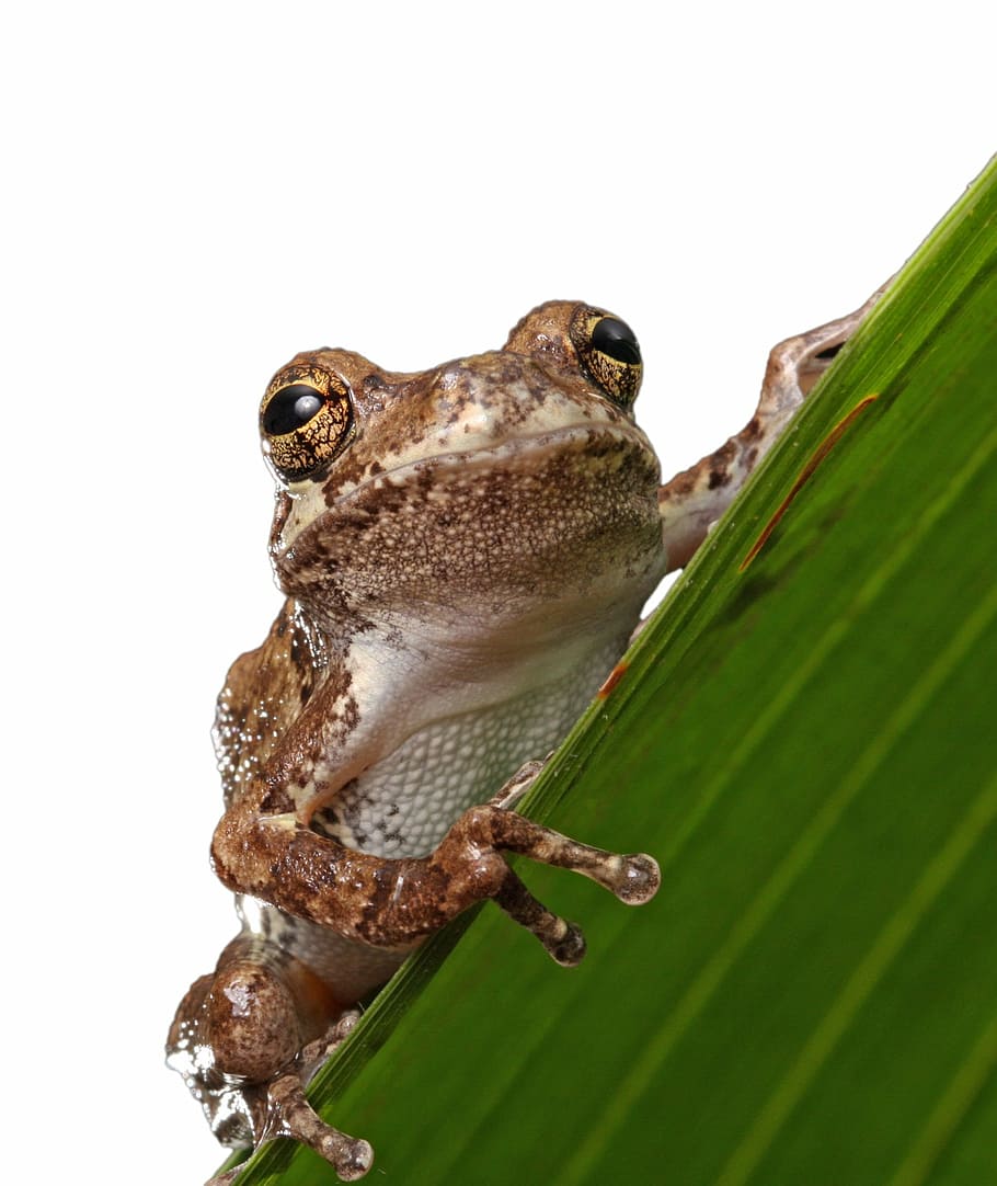 brown gecko, frog, macro, close-up, portrait, details, amphibian HD wallpaper
