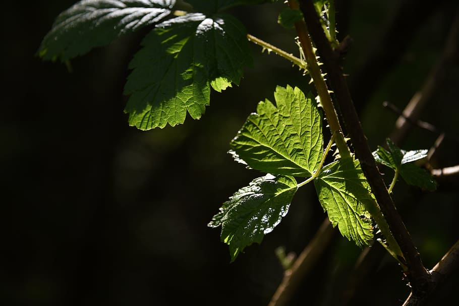 leaf, green, sunlit, green leaf, green leaves, nature, plant HD wallpaper