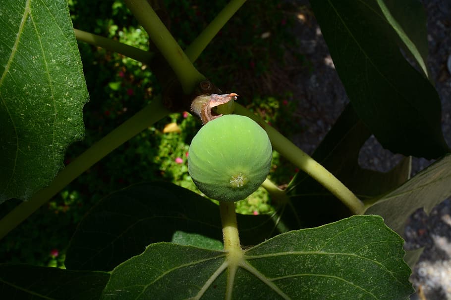 fruit, green, figs, leaf, plant part, green color, growth, close-up HD wallpaper