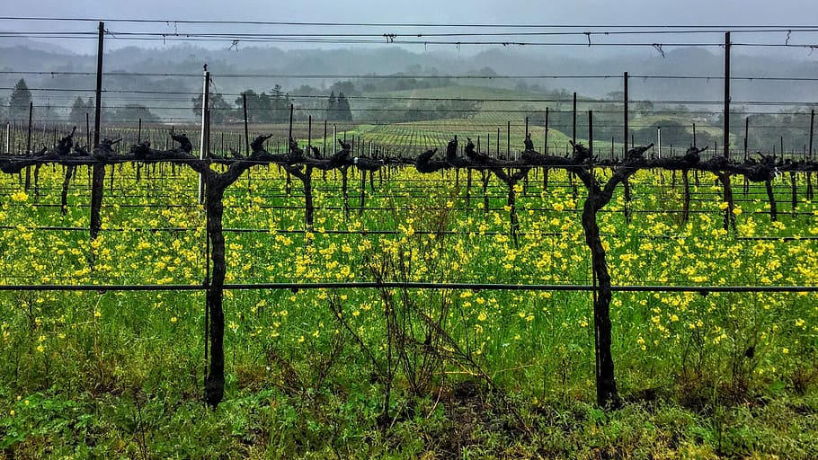 vines, mustard, overcast, spring, fence, barrier, field, boundary HD wallpaper