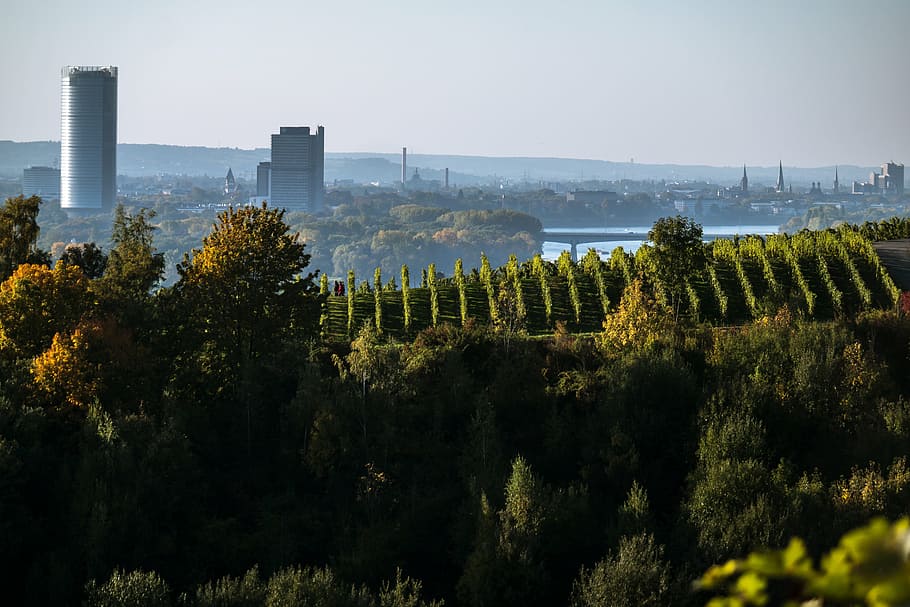 aerial view of green leafed tress, bonn, skyline, skyscrapers