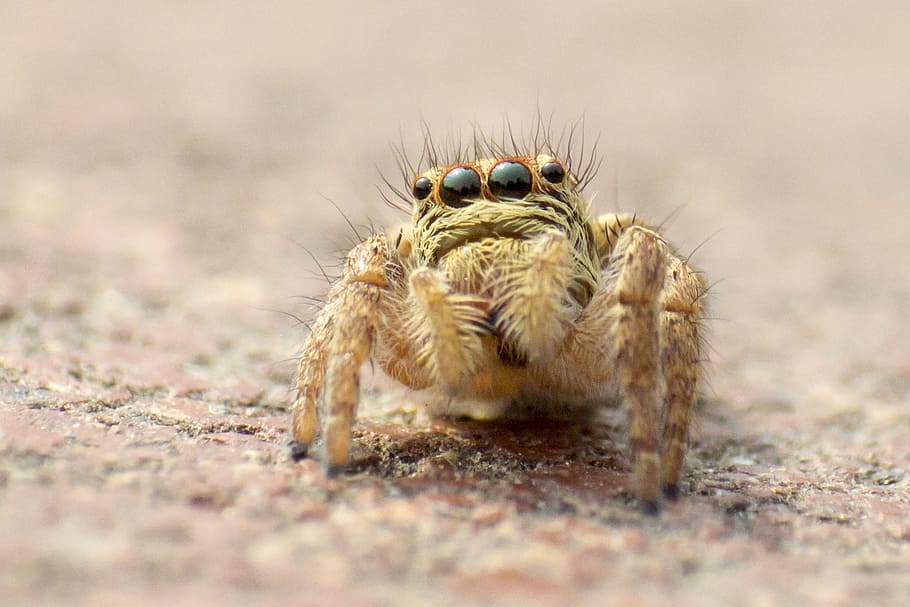 Spider, Macro, Bug, Insect, one animal, animal wildlife, animals in the wild HD wallpaper