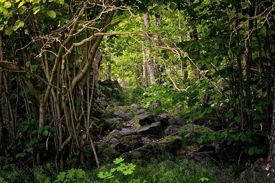 Forest, Nature, Marsh, Tree, Green, Rock, park, plant, coniferous HD wallpaper