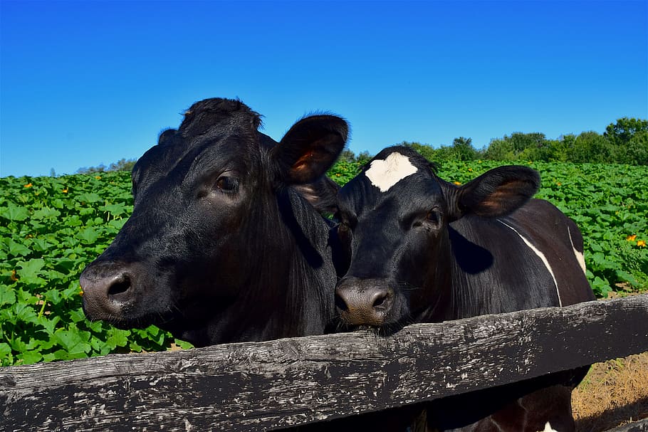 cows, cuddling, happy, cute, love, animal, fence, farm, adorable, HD wallpaper
