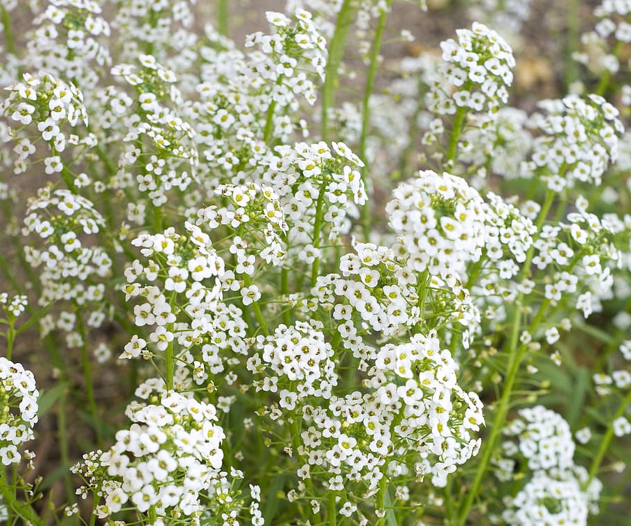 meadow white flowers, baby's breath, bouquet, floral, gypsophila, HD wallpaper