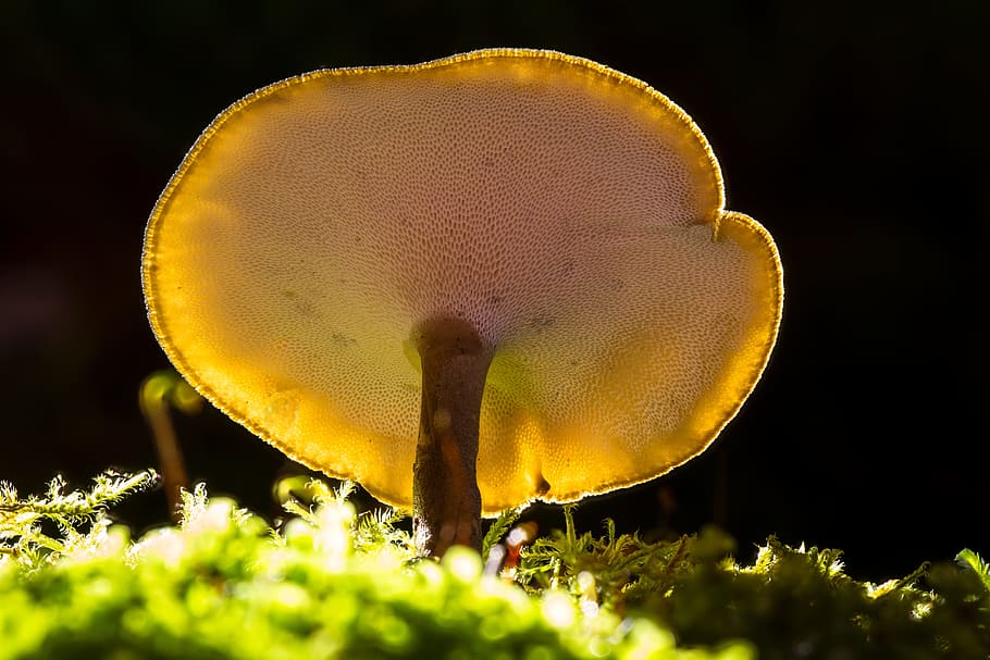 mushroom, mini mushroom, reishi, small mushroom, sponge, mushroom hat, HD wallpaper