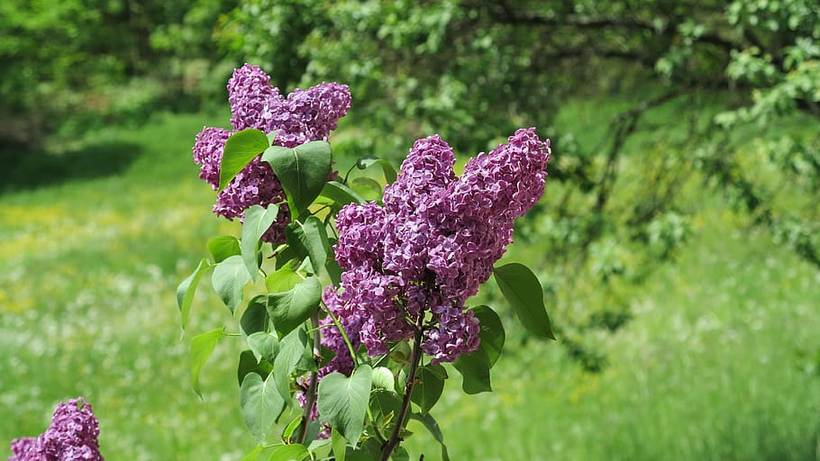 lilac, spring, flower, violet, bloom, plant, flowering plant HD wallpaper