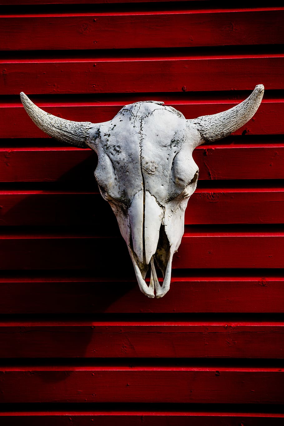 bull skull wallpaper