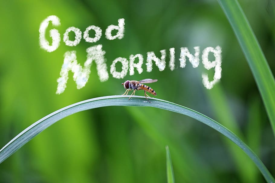 Good Morning insect on green leaf, friendly, fly, blade of grass