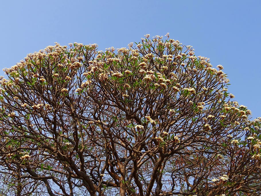 plumeria, frangipani, flowers, tree, blossoms, india, nature, HD wallpaper