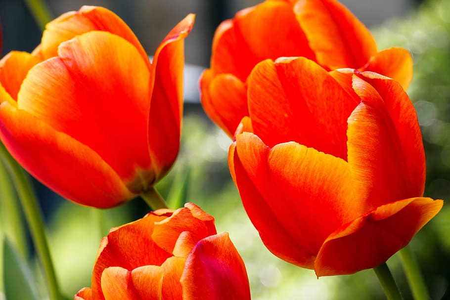 orange petaled flowers close-up photography, tulip, tulips, garden, HD wallpaper